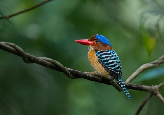 Die Schönheit der Eisvögel