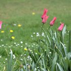 Die Schönheit der erwachenden Natur