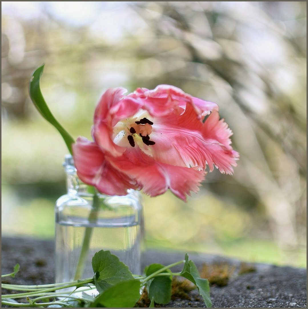  ... Die Schönheit der Frühlingsblumen ...