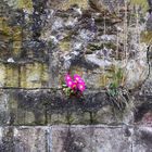 Die Schönheit der Mauerblümchen ist mehr Wert als aufdringliche Getue 