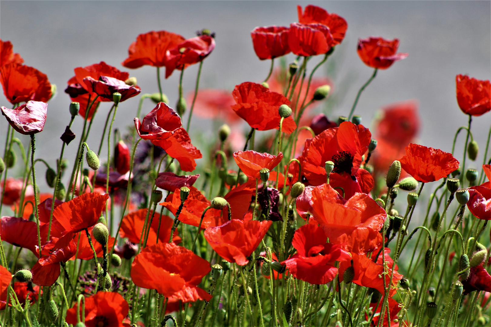 die Schönheit der Mohnblüten 