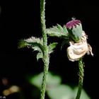 Die Schönheit der Mohnblume