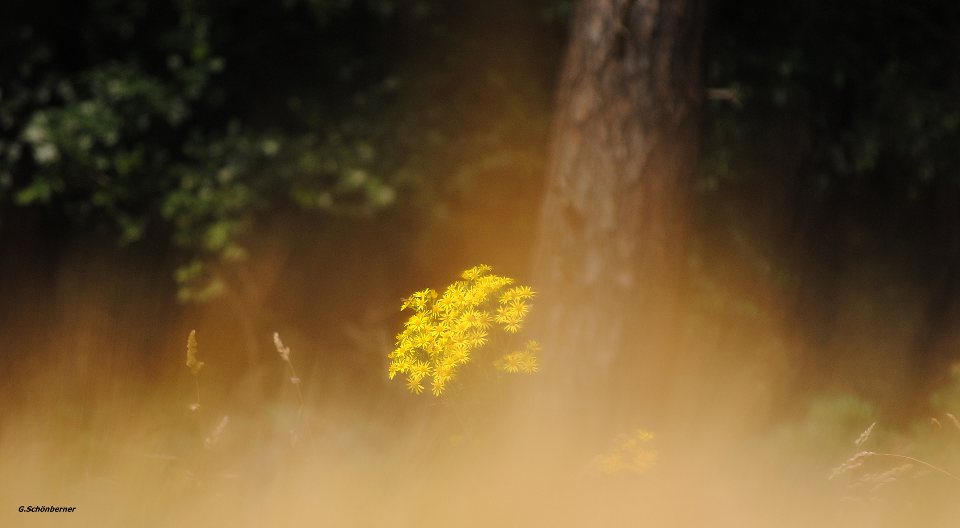 Die Schönheit der Natur....