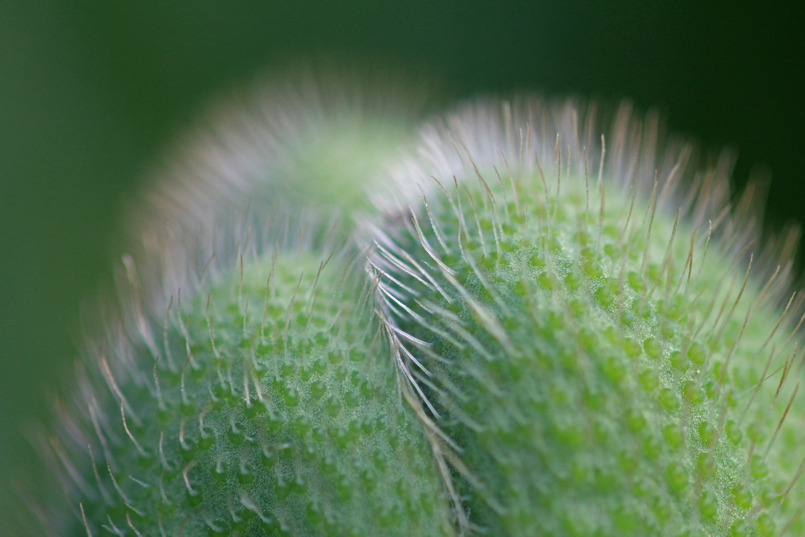 [Die Schönheit der Natur]