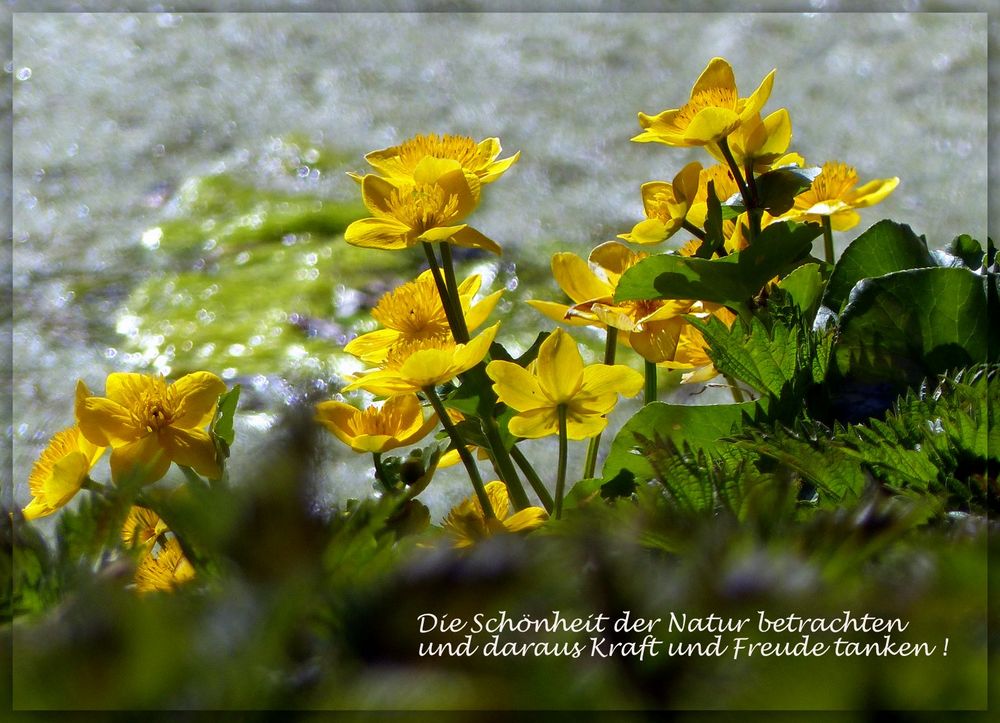 Die Schönheit der Natur . Foto & Bild  pflanzen, pilze & flechten, landschaft, blüten 