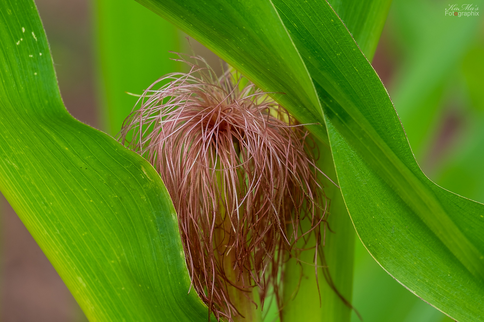 Die Schönheit der Natur