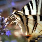 Die Schönheit der Natur