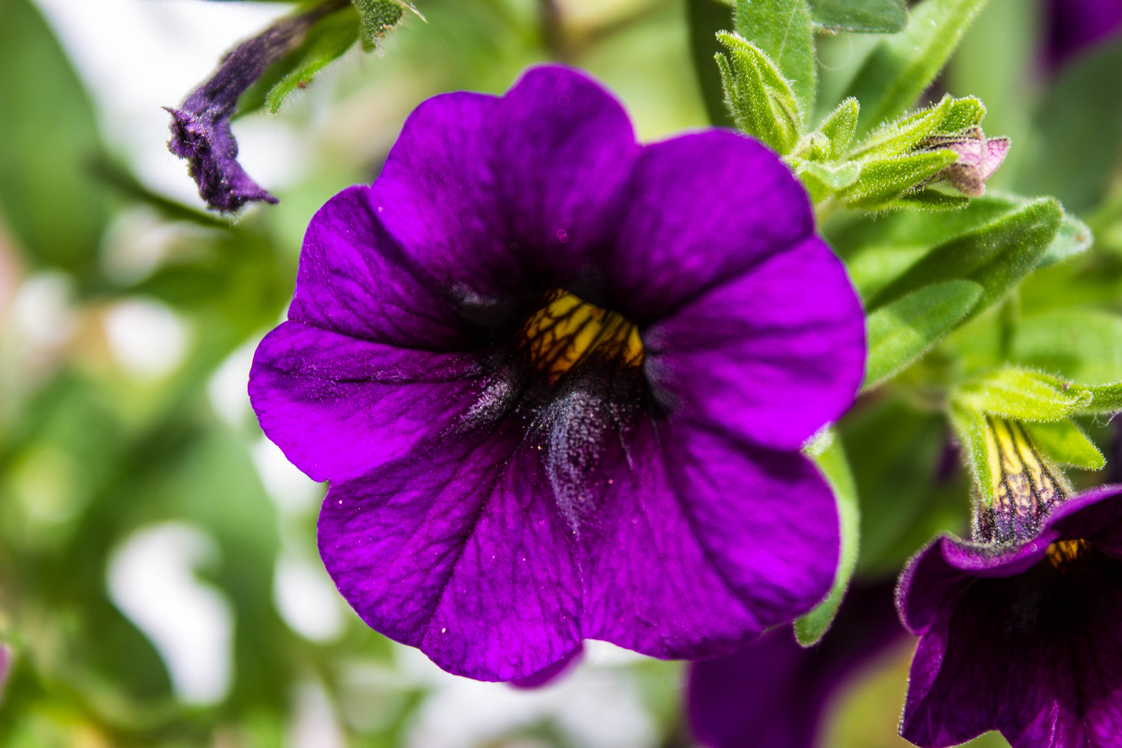 Die Schönheit der Natur Foto & Bild  pflanzen, pilze & flechten, blüten- & kleinpflanzen 