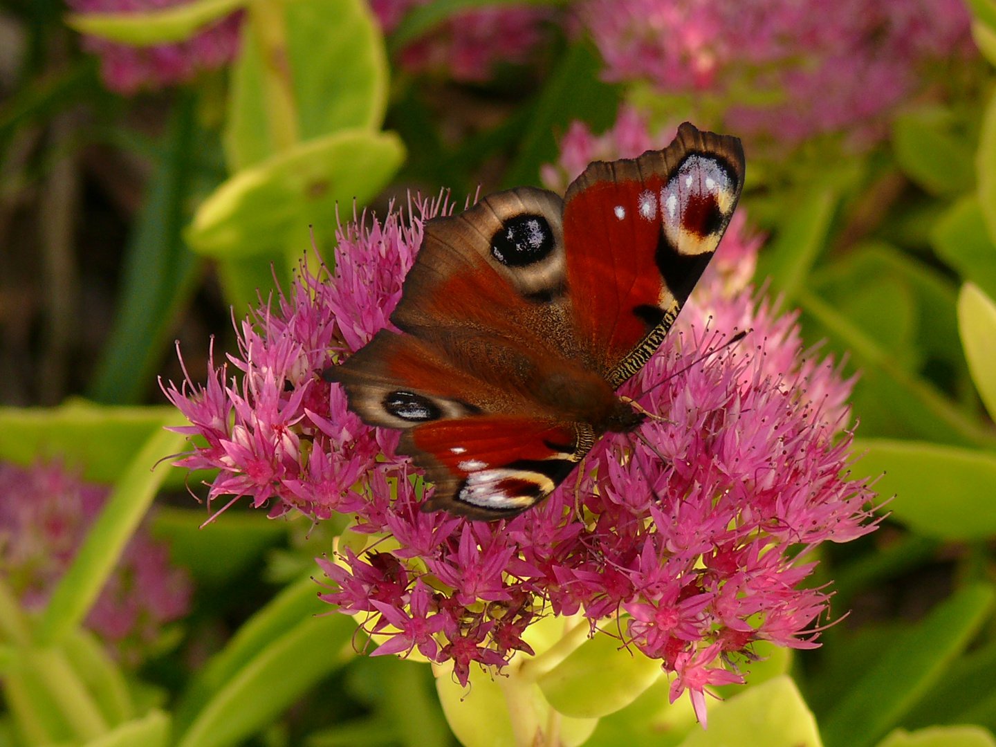 Die Schönheit der Natur