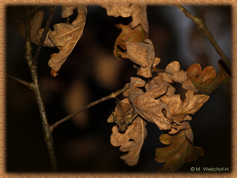 Die Schönheit der Natur........