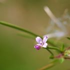 Die Schönheit der Natur