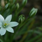 Die Schönheit der Natur