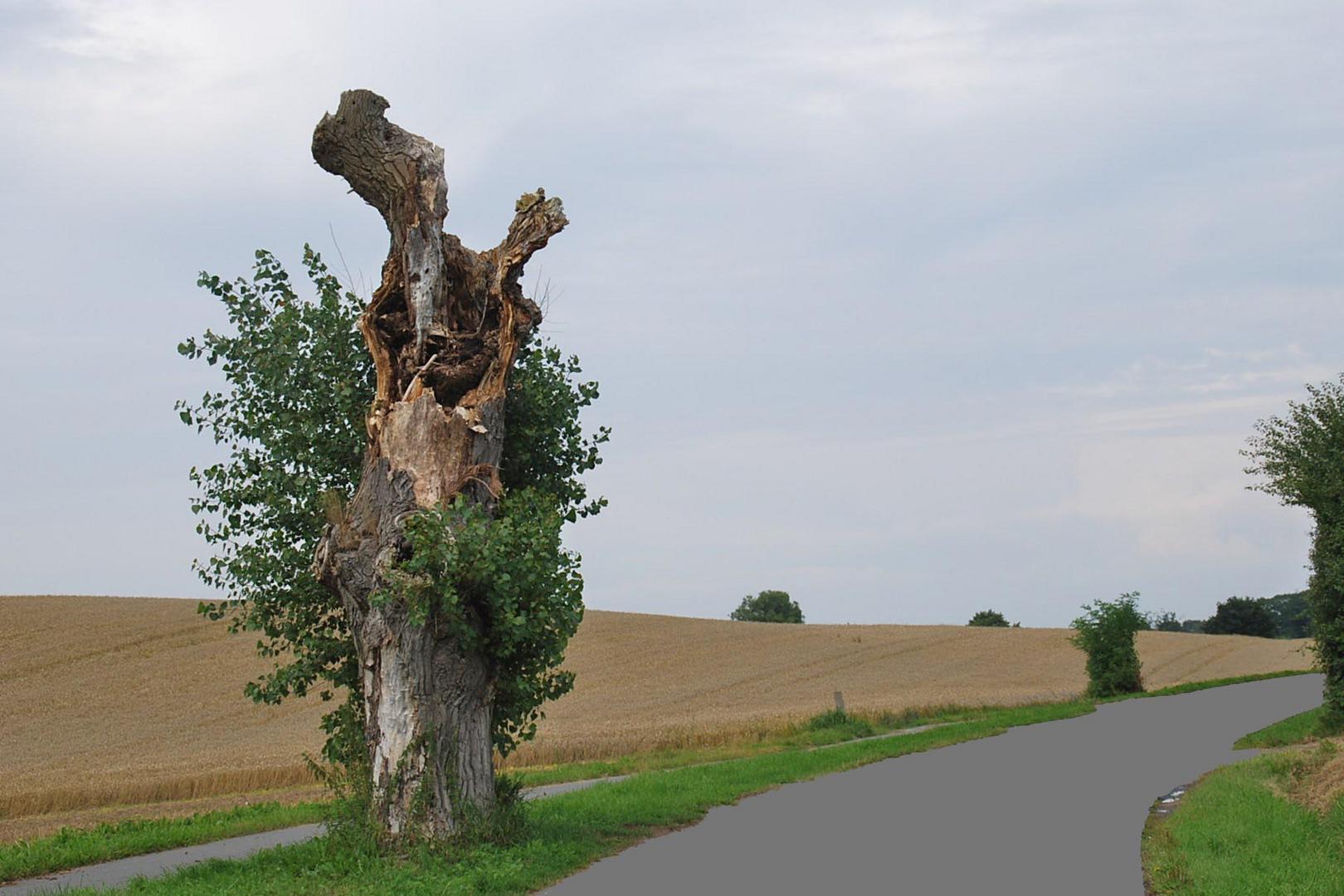 Die Schönheit der Natur