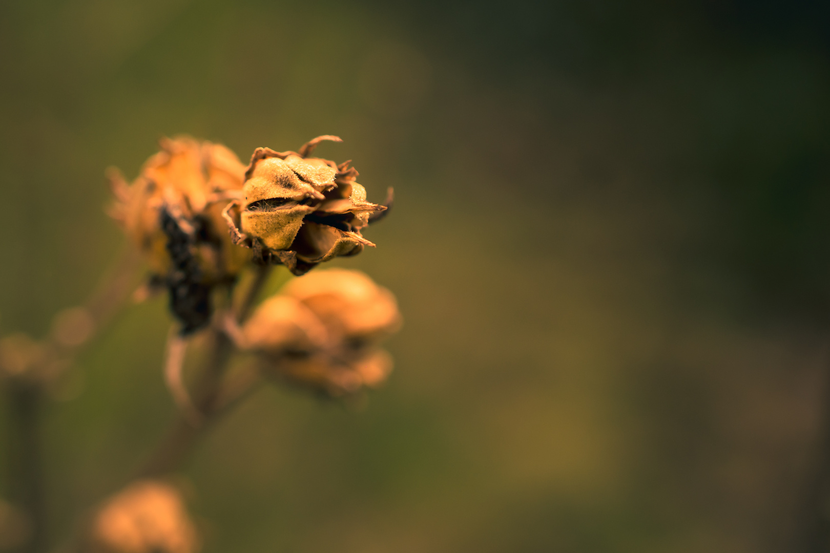 Die schönheit der Natur