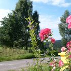 Die Schönheit der Natur