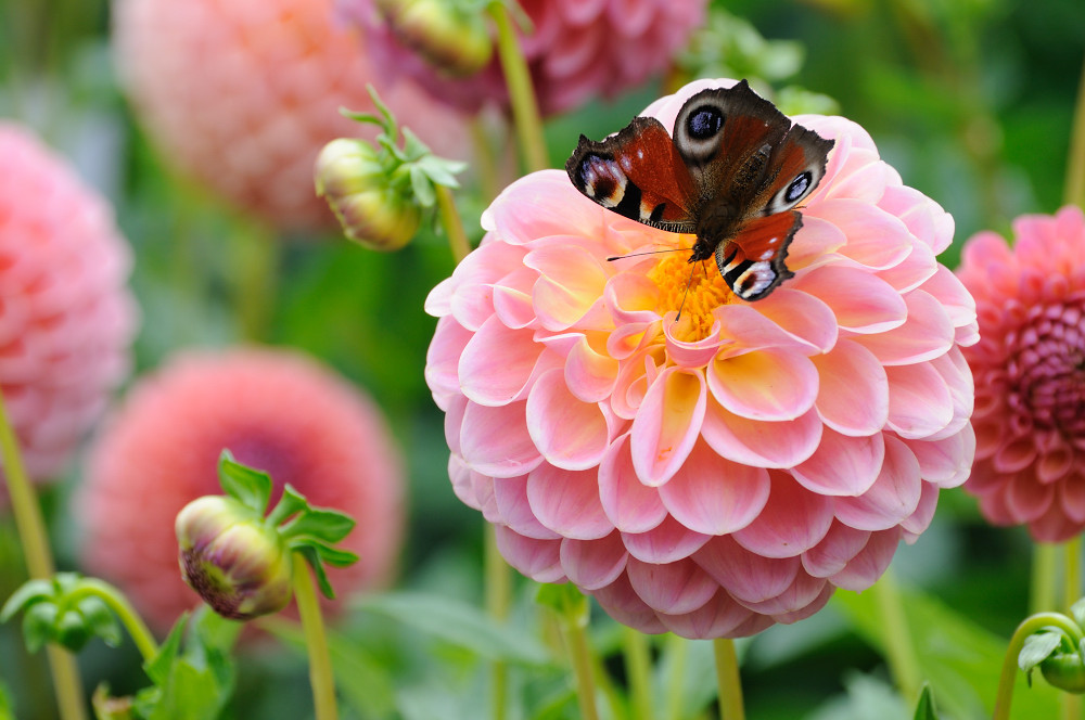 Die Schönheit der Natur