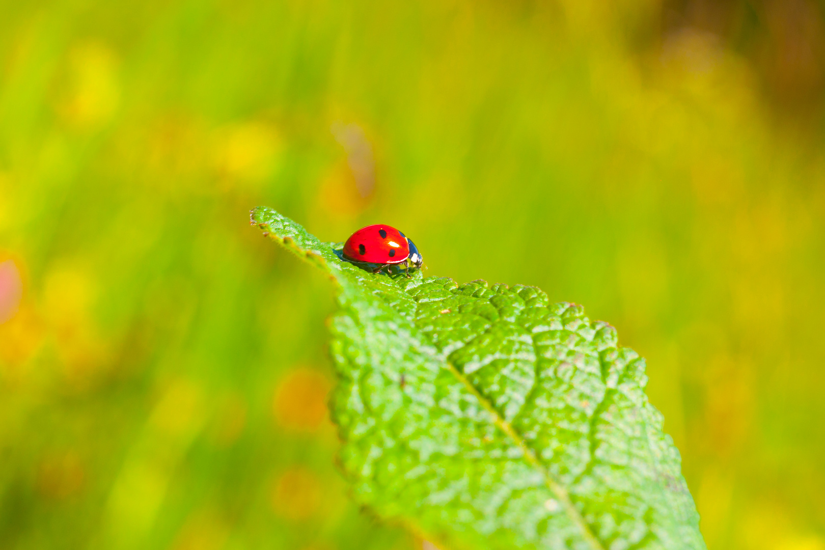 Die Schönheit der Natur