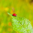 Die Schönheit der Natur