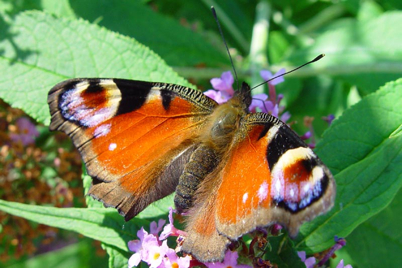 die Schönheit der Natur