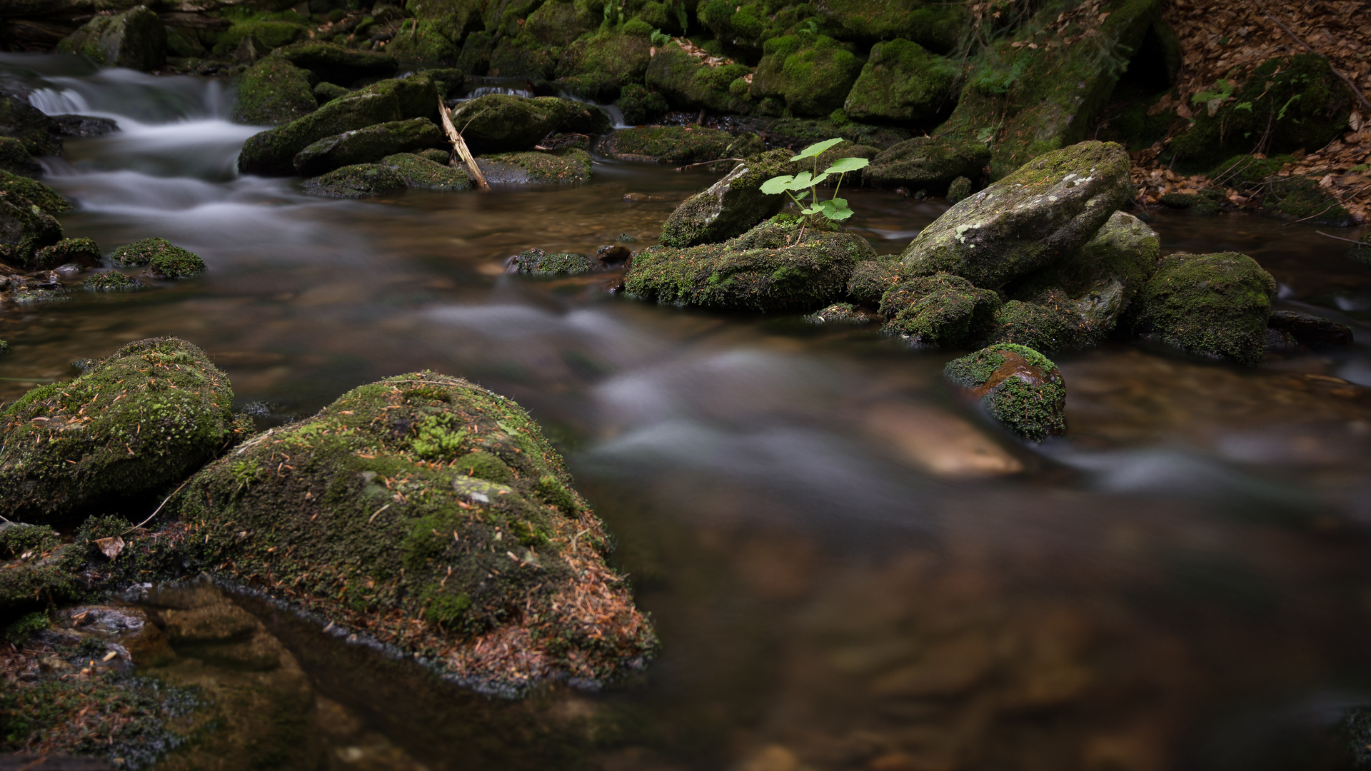 Die Schönheit der Natur Foto & Bild  natur, landschaft, bayern Bilder auf fotocommunity