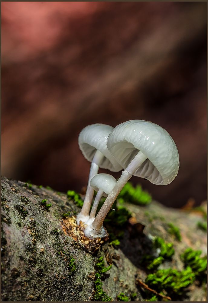 DIE SCHÖNHEIT DER NATUR.