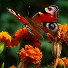 Die Schönheit der Natur fängt im Blumenkasten an