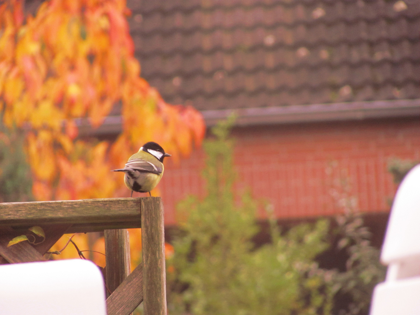 Die Schönheit der Natur in meinem Garten