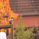 Die Schönheit der Natur in meinem Garten