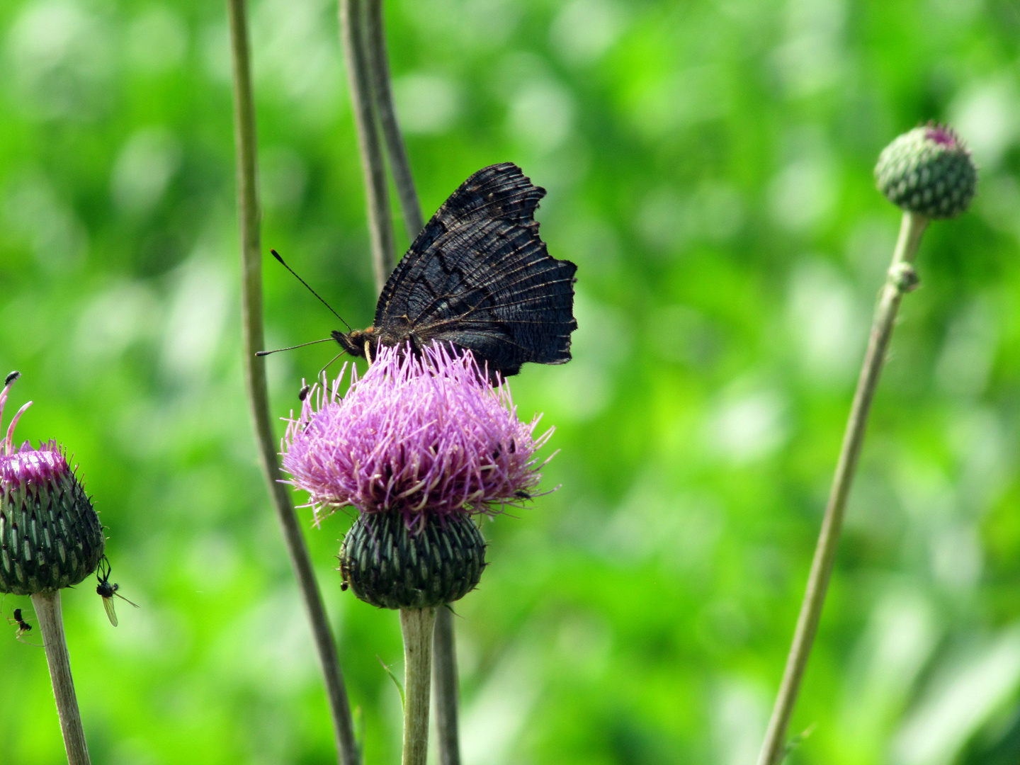 Die Schönheit der Natur ll