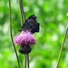 Die Schönheit der Natur ll