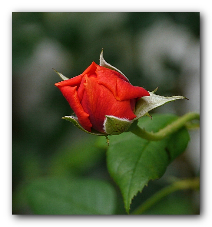 die Schönheit der Rose