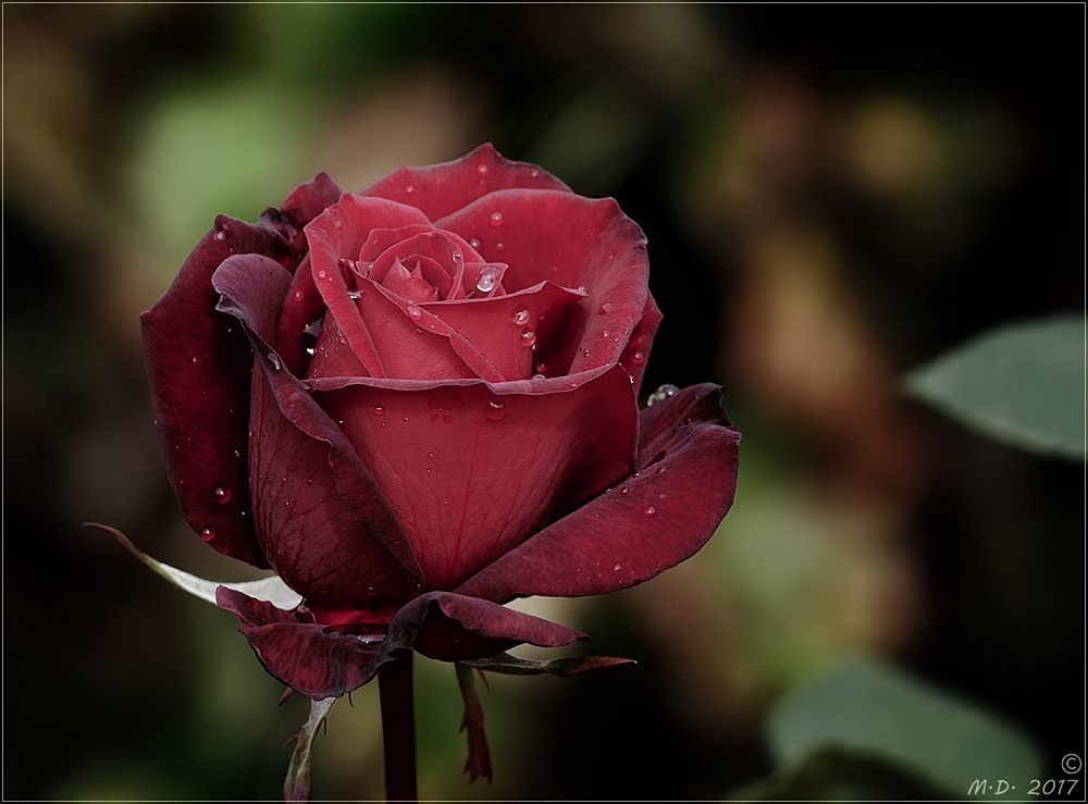Die Schönheit der Rose...