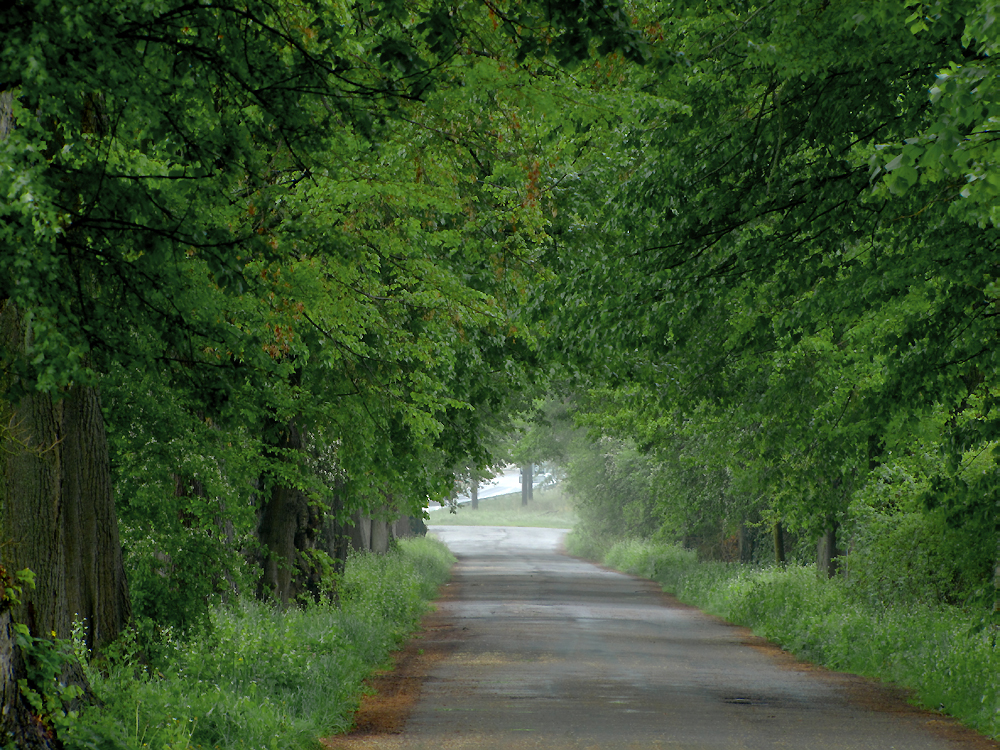 Die Schönheit der unbeschnittenen Straße