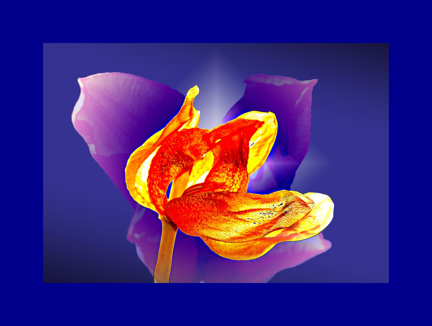 Die Schönheit der welkenden Tulpe