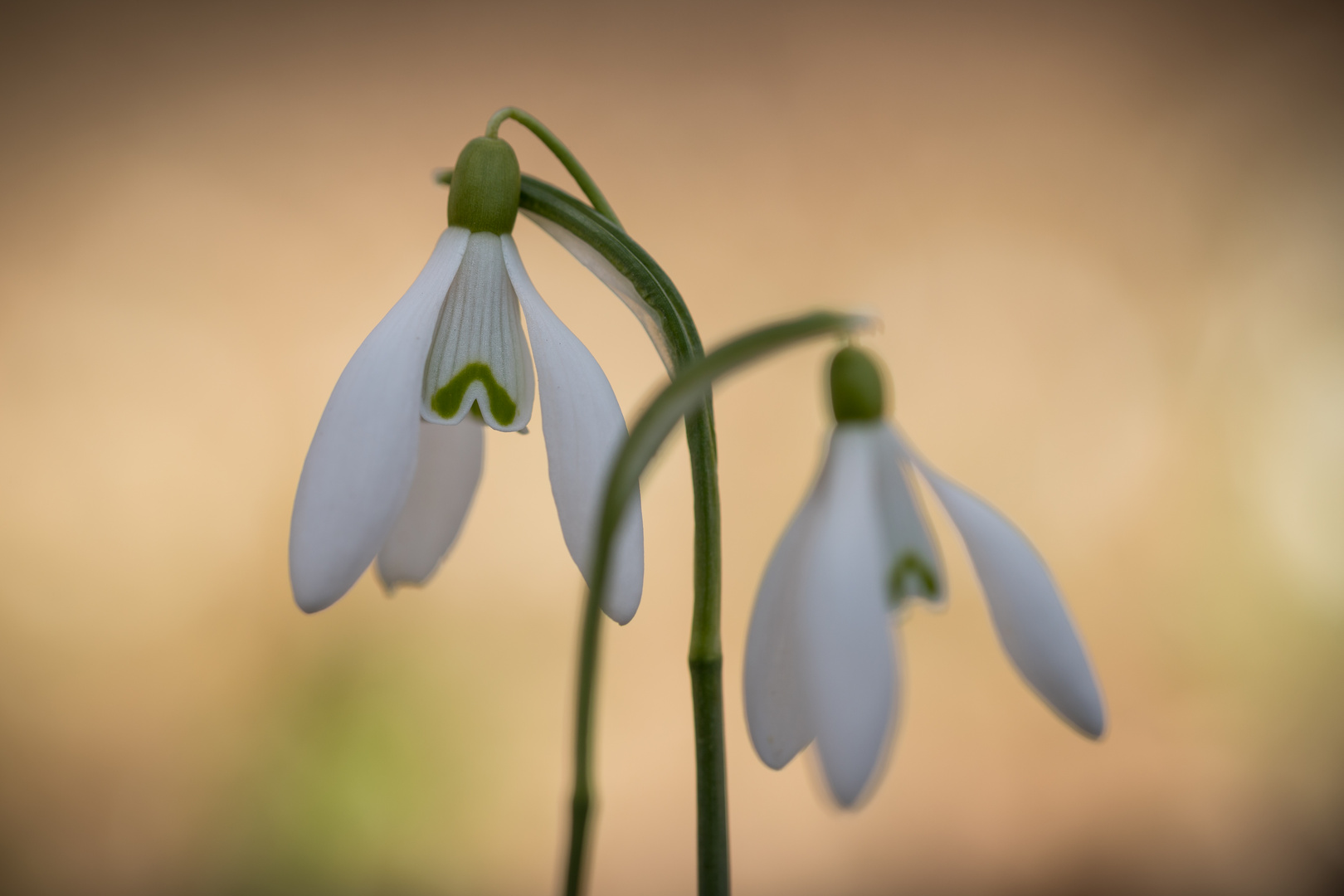 Die Schönheit des Frühlings 