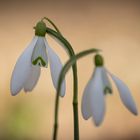 Die Schönheit des Frühlings 