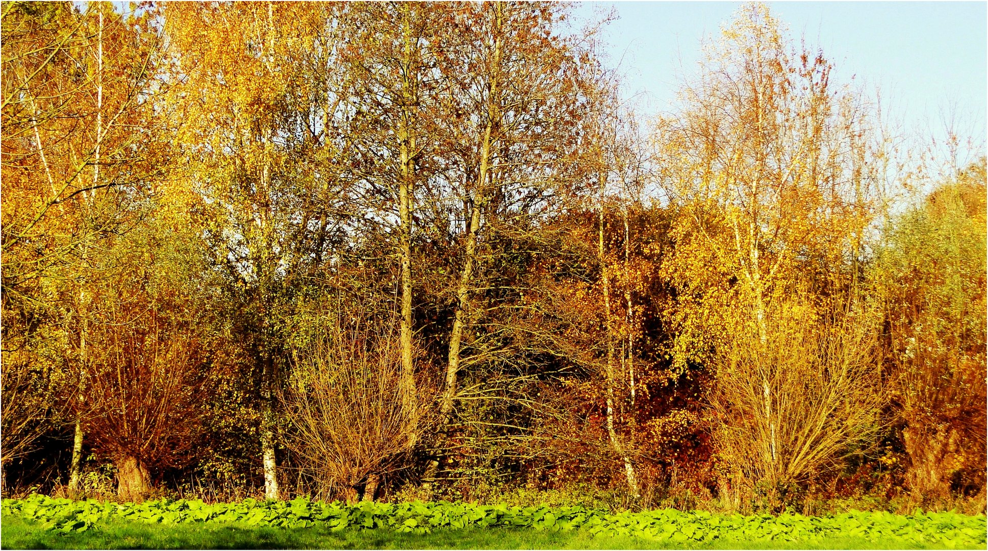 Die Schönheit des Herbstes