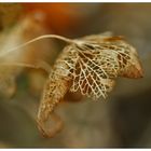 die schönheit des herbstes