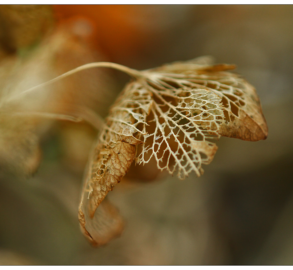 die schönheit des herbstes