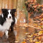 Die Schönheit des Herbstes