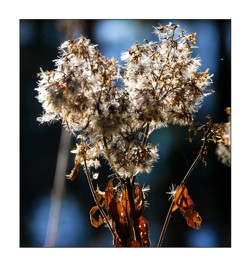 Die Schönheit des Herbstes