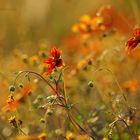 die Schönheit des Herbstes