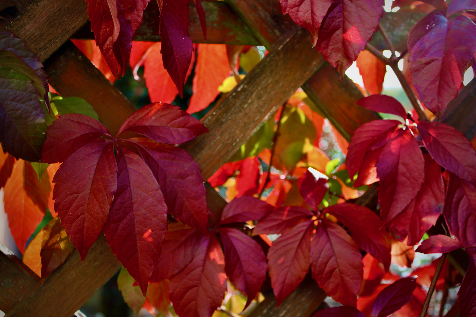 Die Schönheit des Herbstes - Teil 1