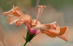 Die Schönheit des Sommers