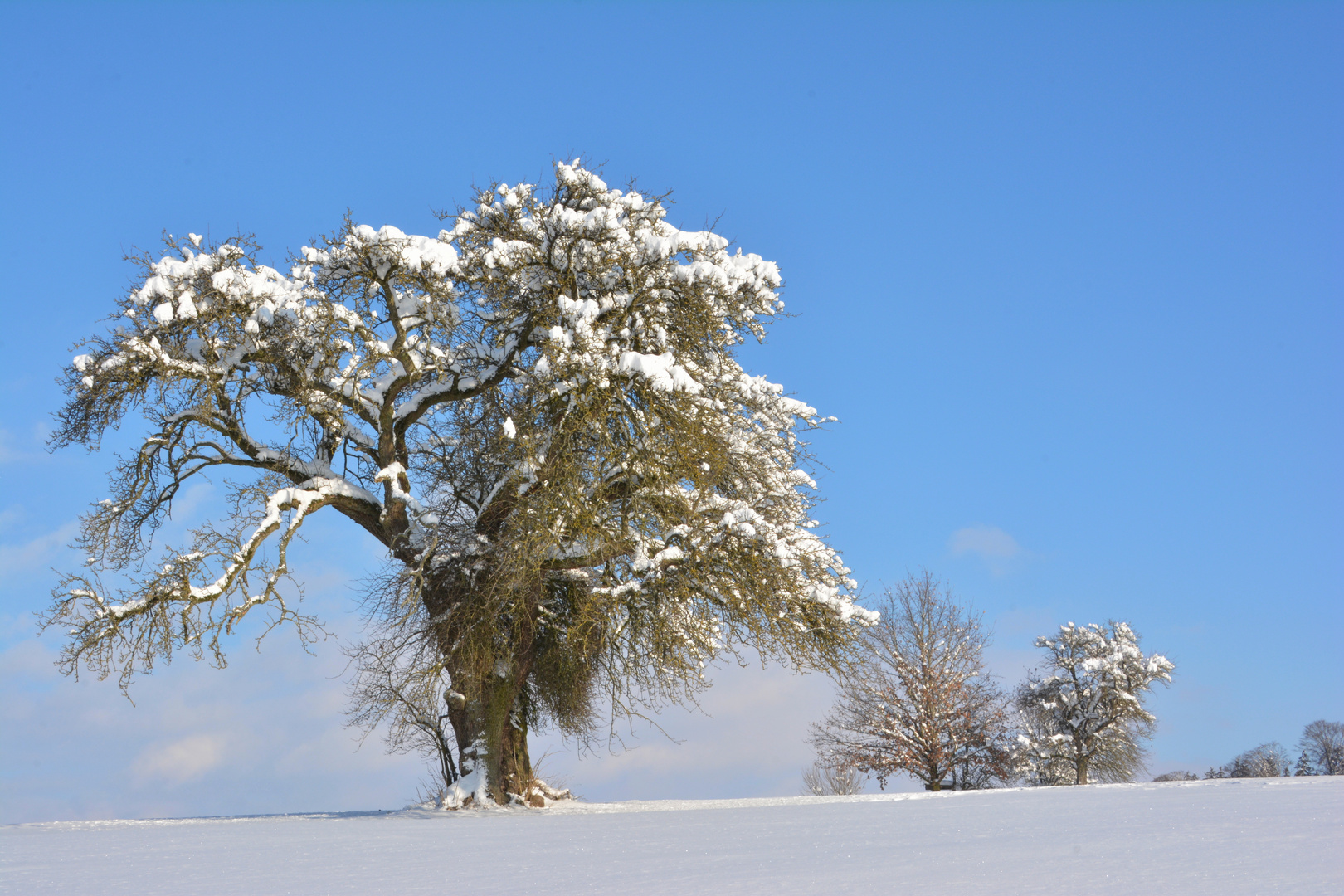 Die Schönheit des Winterkleides...