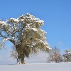 Die Schönheit des Winterkleides...