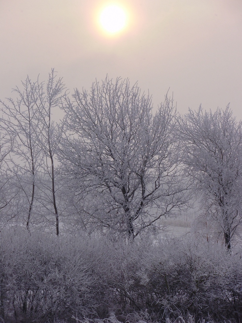 Die Schönheit des Winters