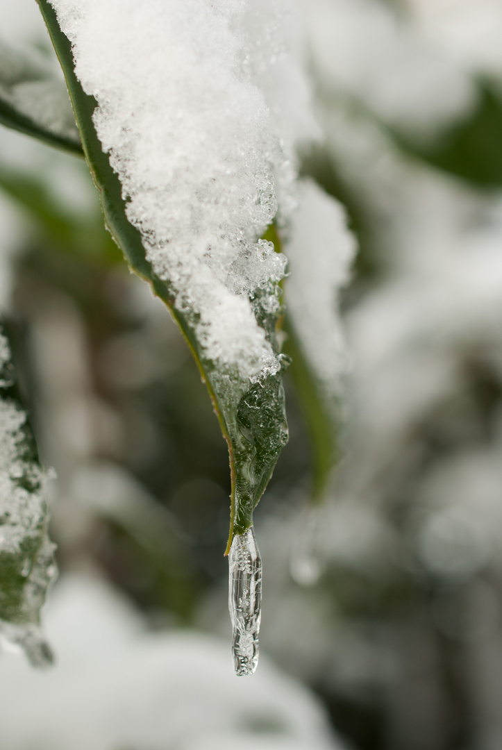 Die schönheit des Winters