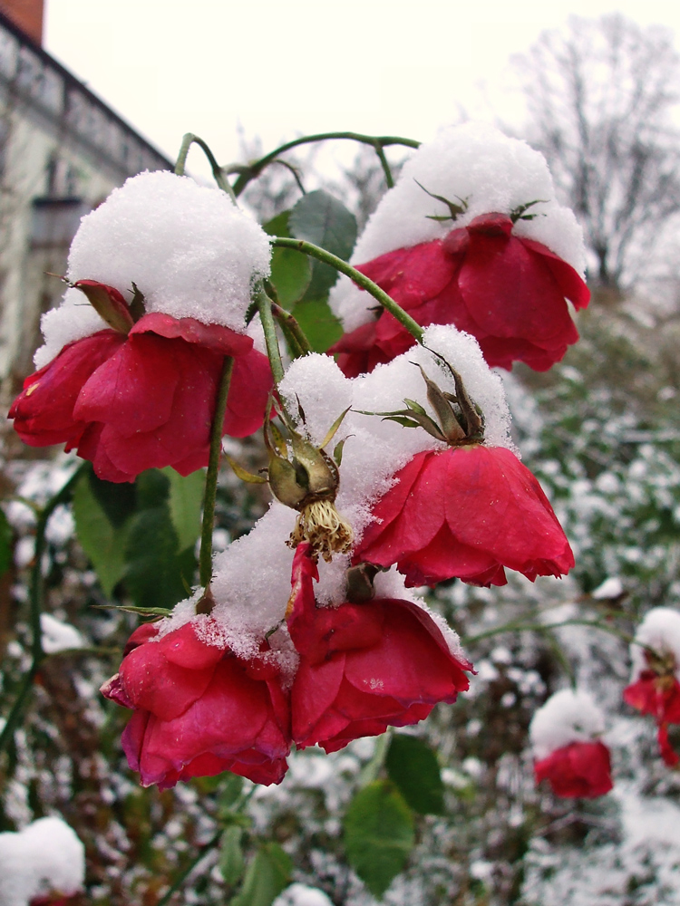 die Schönheit des Winters