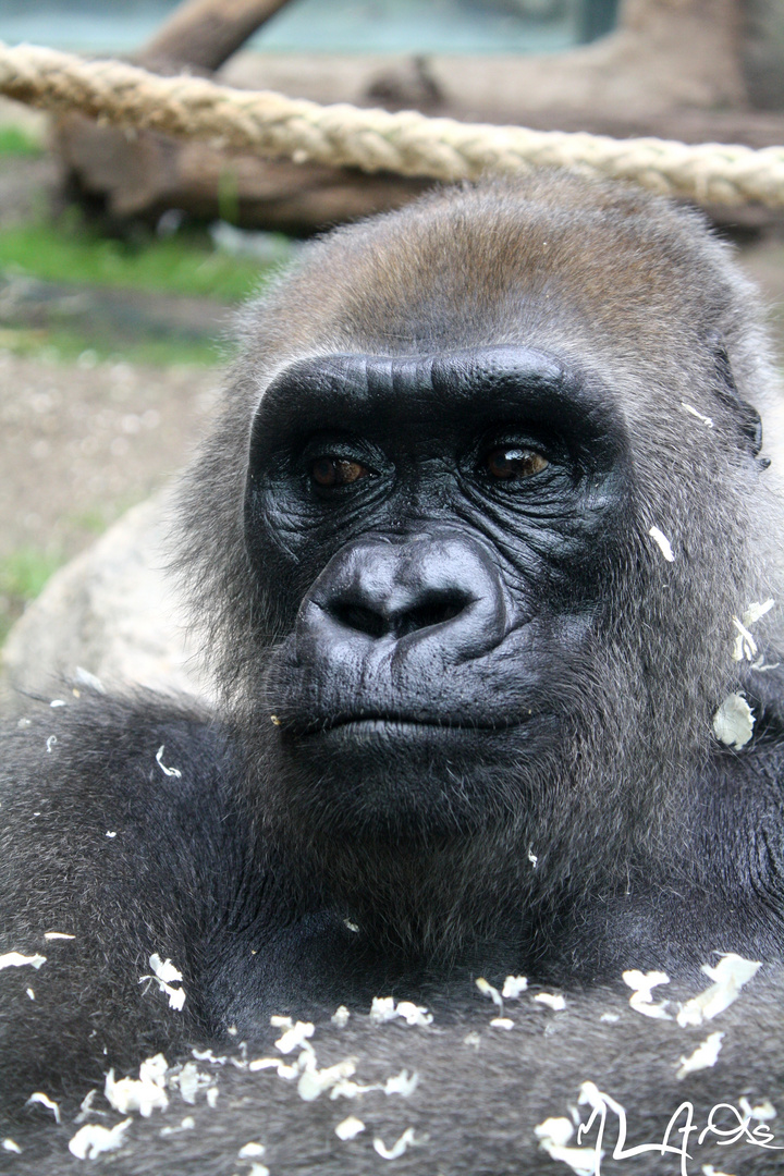 Die Schönheit des Zoos